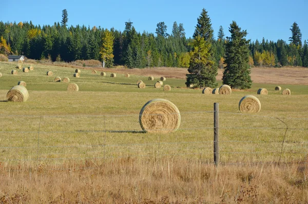 Heuballen — Stockfoto