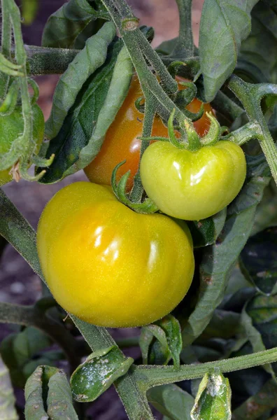 Созревающие помидоры — стоковое фото