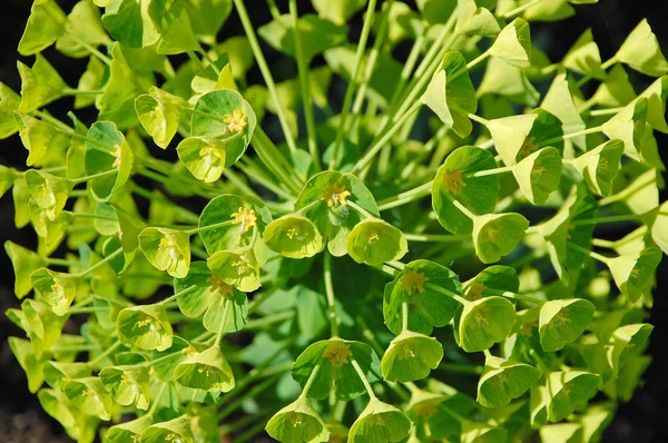 鲈鱼大戟植物 — 图库照片