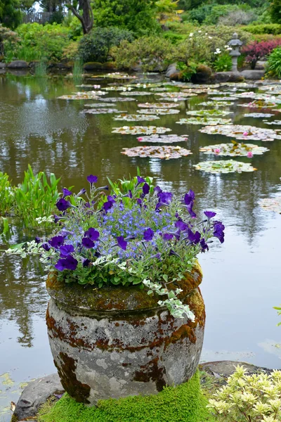 Petunia planter on pond — Stock Photo, Image