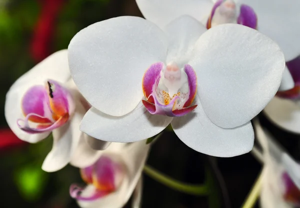 Bílá orchidej — Stock fotografie