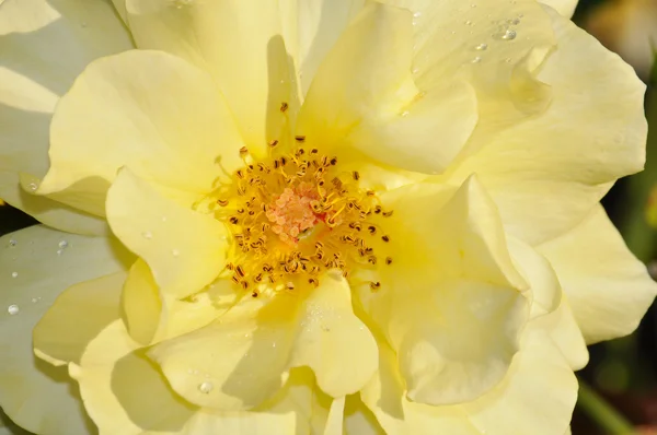 Gele pioenroos bloem — Stockfoto