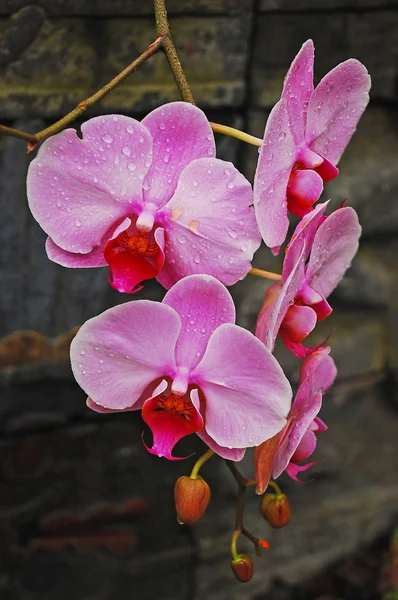 Růžový můra orchideje — Stock fotografie