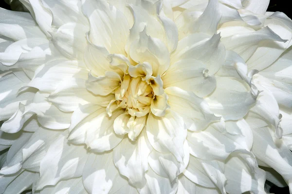 Flor de dalia blanca — Foto de Stock