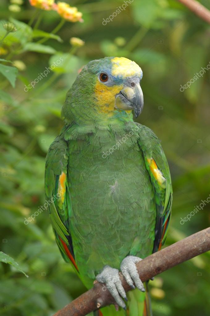 緑のアマゾン オウム ストック写真 C Montana