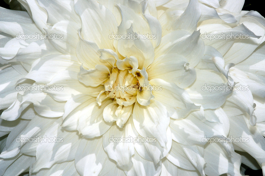 White dahlia flower