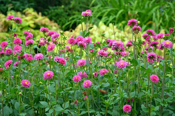 Розовый сад георгин — стоковое фото
