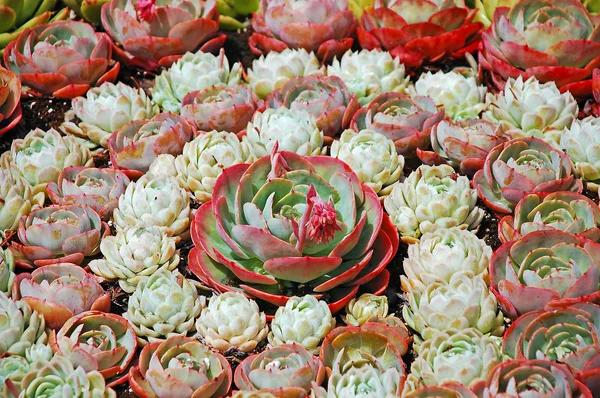 Galline e pulcini piante di cactus — Foto Stock