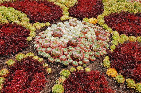 Hens and chicks garden — Stock Photo, Image