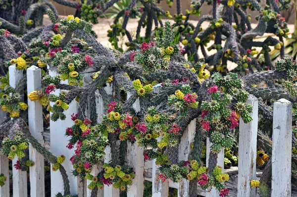 Taggig blommande kaktus — Stockfoto