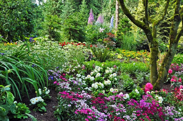 Colorful woodland garden — Stock Photo, Image