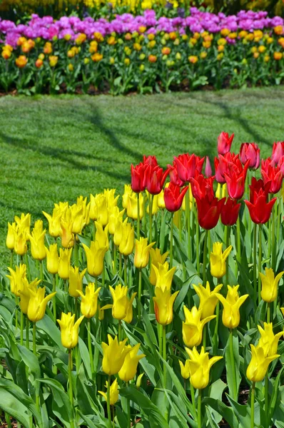 Czerwony i żółty tulipan ogród — Zdjęcie stockowe