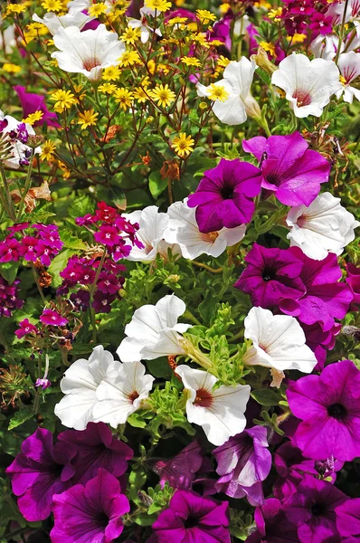 Fialový a bílý květináč petúnií — Stock fotografie