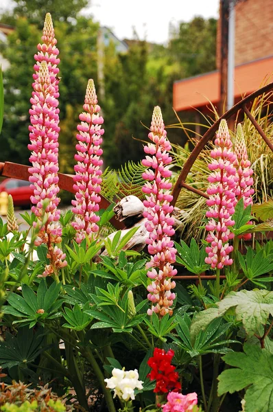 Pink lupins — Stock Photo, Image