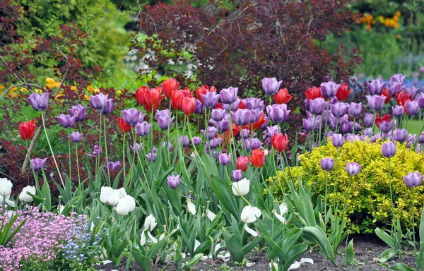 Цветной весенний сад тюльпанов — стоковое фото