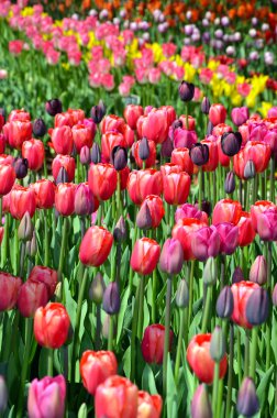 renkli çeşitli bahar laleler