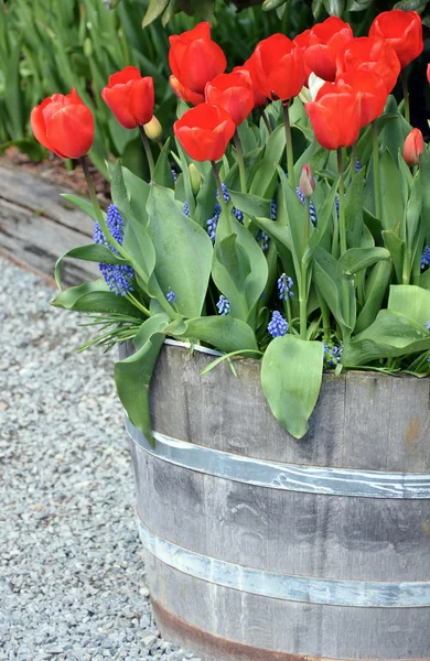 Plantador de barril de tulipán — Foto de Stock