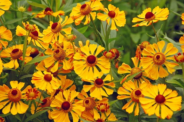 Fiori di helenio giallo — Foto Stock