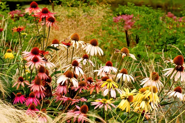 Późnym latem kwiaty echinacea — Zdjęcie stockowe