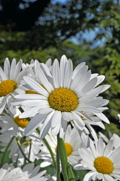 White spring daisies — Stock Photo, Image