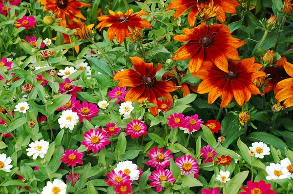 Schwarzäugige Susanblumen — Stockfoto