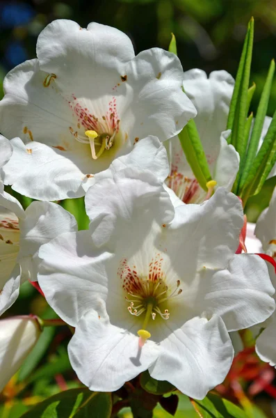 Białe kwiaty rododendronu — Zdjęcie stockowe