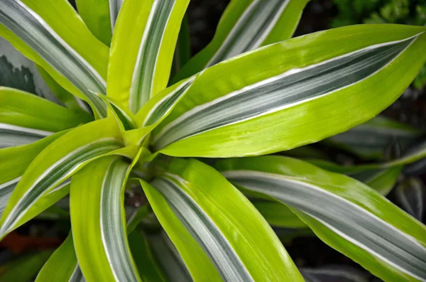 Plantas tropicais — Fotografia de Stock