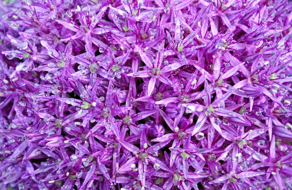 紫玉ねぎの花 — ストック写真