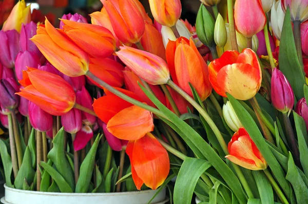 Tulipanes de floristería — Foto de Stock