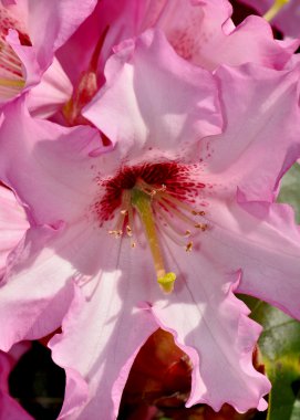 Pembe rhododendron çiçeği