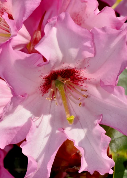 Růžový rododendronový květ — Stock fotografie