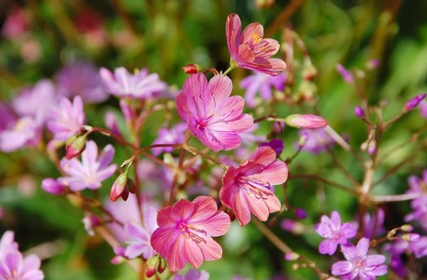 Little pink flowers — Stock Photo, Image