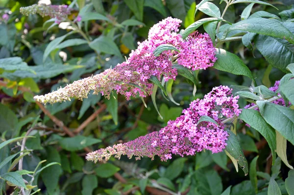 Gooseneck пурпурні квіти — стокове фото