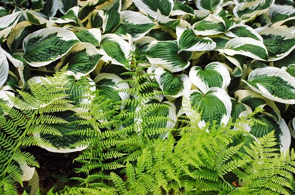 Ferns and hosta plants — Stock Photo, Image