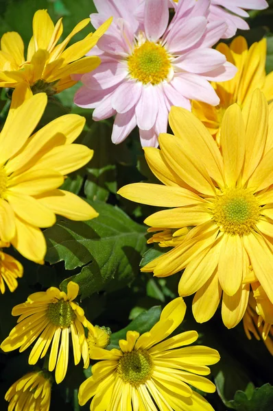 Pink and yellow daisies — Stock Photo, Image