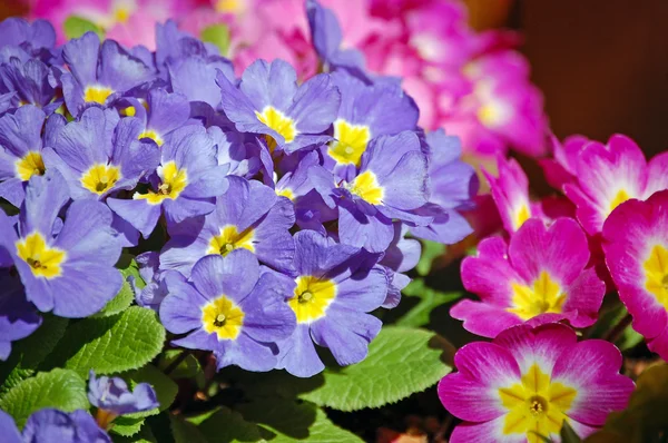 Rosa und lila Primeln — Stockfoto