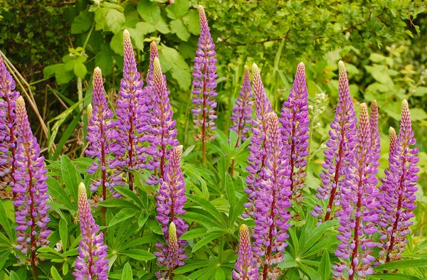 Paarse lupine bloemen — Stockfoto