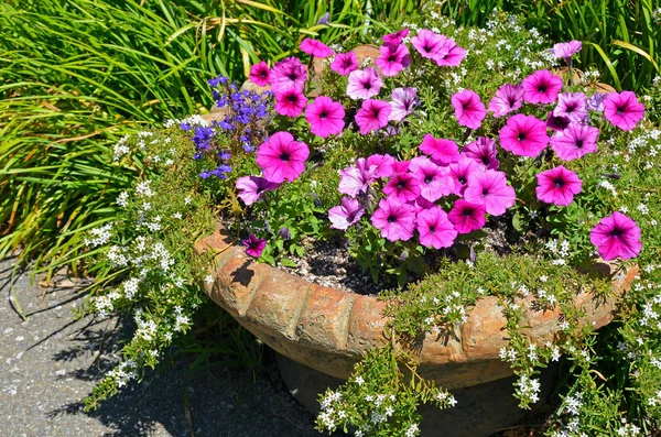 Pflanzkübel mit lila Petunien — Stockfoto
