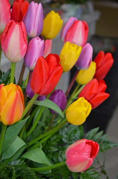 Színes tavaszi tulipán elrendezése — Stock Fotó