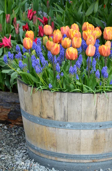 Orange tulip planter — Stock Photo, Image
