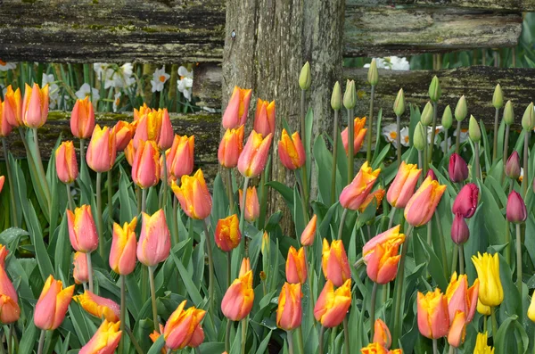 Tulipanes rosados y amarillos —  Fotos de Stock