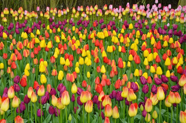 Färgglada våren tulip trädgård — Stockfoto
