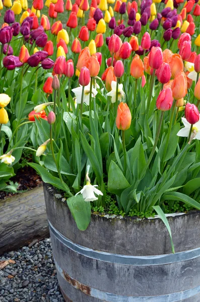 Colorful tulip planter