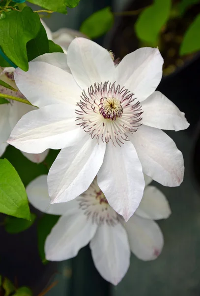 Flores blanco clematis — Stockfoto