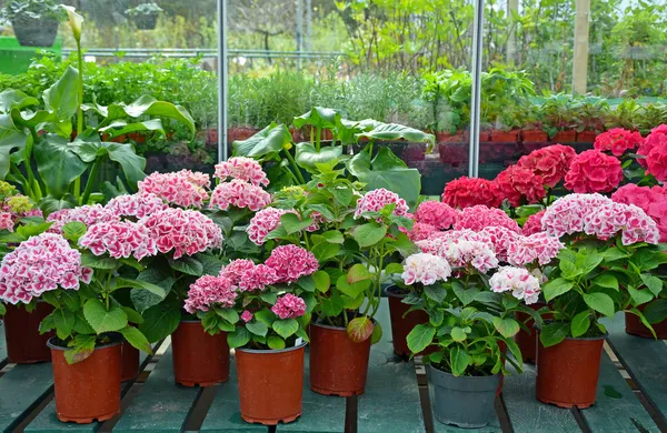 Hortênsias em loja de jardim — Fotografia de Stock