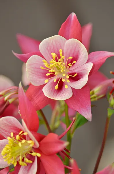 Roze en witte columbine bloem — Stockfoto