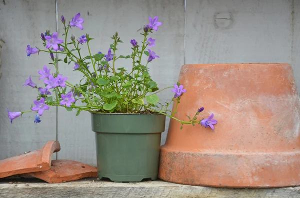 Purple spring bell flowers — Stock Photo, Image