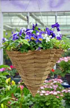 asılı homo çiçek sepeti