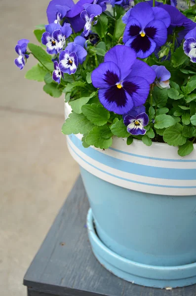 Blue pansy flowerpot — Zdjęcie stockowe