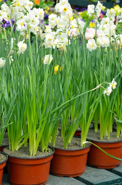 Pots of spring daffodils — Stock Photo, Image